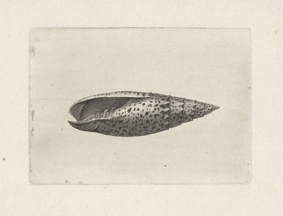 Kuori, mitra papalis Shells (sarjan nimi) tekijältä Wenceslaus Hollar
