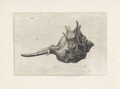 Kuori, murex brevispina Shells (sarjan nimi) tekijältä Wenceslaus Hollar