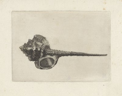 Kuori, murex haustellum Shells (sarjan nimi) tekijältä Wenceslaus Hollar