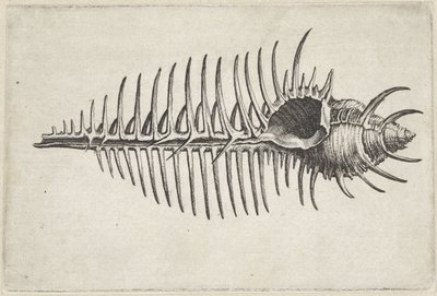 Kuori, murex pecten Shells (sarjan nimi) tekijältä Wenceslaus Hollar