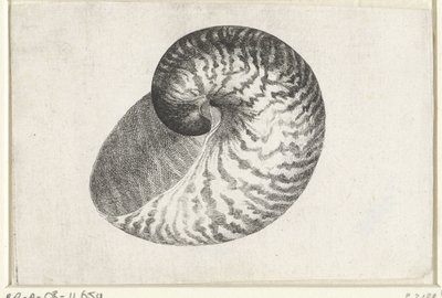 Kuori, nautilus pompilius Shells (sarjan nimi) tekijältä Wenceslaus Hollar