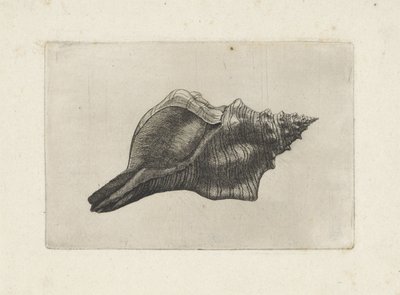 Kuori, pleuroploca trapetsium Shells (sarjan nimi) tekijältä Wenceslaus Hollar