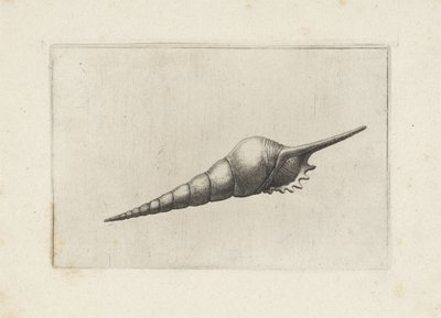 Schelp, huilu kara melanocheilus Schelpen (sarjan nimi) tekijältä Wenceslaus Hollar