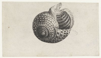 Kuori, tonna dolium Shells (sarjan nimi) tekijältä Wenceslaus Hollar