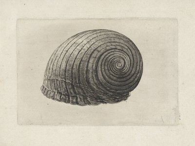 Kuori, tonna galea Shells (sarjan nimi) tekijältä Wenceslaus Hollar