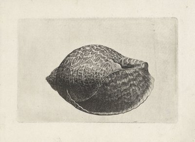 Kuori, tonna perdix Shells (sarjan nimi) tekijältä Wenceslaus Hollar