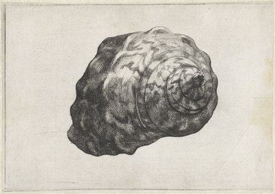 Shell, turbo sarmaticus Shells (sarjan nimi) tekijältä Wenceslaus Hollar