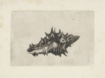 Kuori, vasum ceramicum Shells (sarjan nimi) tekijältä Wenceslaus Hollar