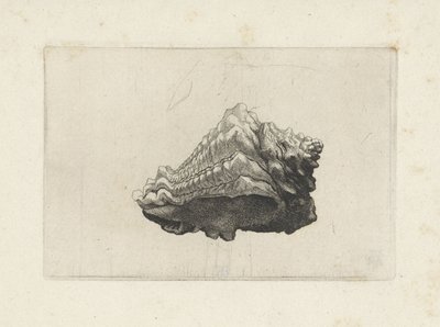 Kuori, vasum muricatum syntynyt Shells (sarjan nimi) tekijältä Wenceslaus Hollar