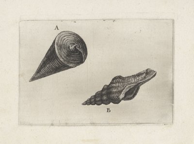 Kuoret, telescopium telescopium (A) ja fusinus laticostatus (B) Shells (sarjan nimi) tekijältä Wenceslaus Hollar