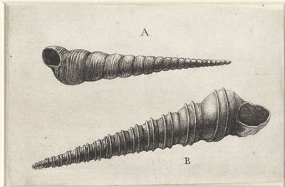 Simpukat, turritella terebra (A) ja turritella duplicata (B) Shells (sarjan nimi) tekijältä Wenceslaus Hollar