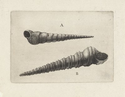 Simpukat, turritella terebra (A) ja turritella duplicata (B) Shells (sarjan nimi) tekijältä Wenceslaus Hollar