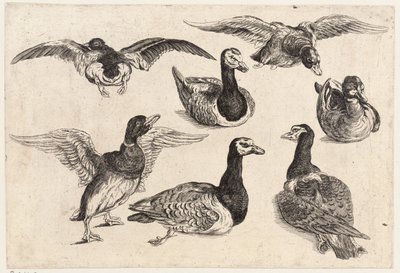 Seitsemän ankkaa tekijältä Wenceslaus Hollar