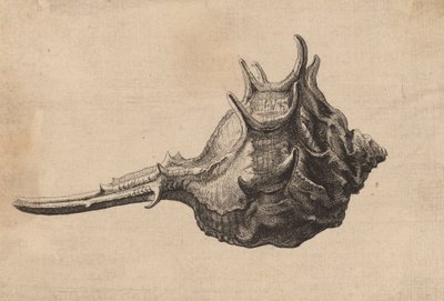 Shell Murex brandaris, c. 1645. tekijältä Wenceslaus Hollar