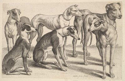 Six Hounds, 1646. tekijältä Wenceslaus Hollar