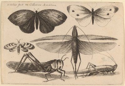 Kuusi hyönteistä tekijältä Wenceslaus Hollar