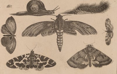 Kuusi hyönteistä, toukka ja etana. tekijältä Wenceslaus Hollar