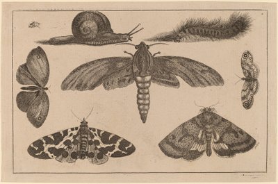 Kuusi hyönteistä, toukka ja etana tekijältä Wenceslaus Hollar