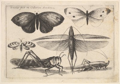 Kuusi hyönteistä, 1646. tekijältä Wenceslaus Hollar