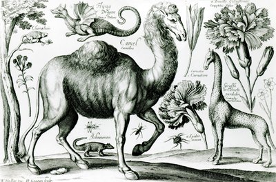 Tutkimus eläimistä ja kukista, kaiverrettu D. Loggan tekijältä Wenceslaus Hollar
