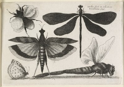 Perhoset, yksi kahdestatoista, 1646 tekijältä Wenceslaus Hollar