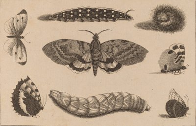 Kolme toukkaa, koi ja neljä perhosta. tekijältä Wenceslaus Hollar