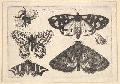 Kolme koi, kaksi perhosta ja kimalainen, 1646. tekijältä Wenceslaus Hollar