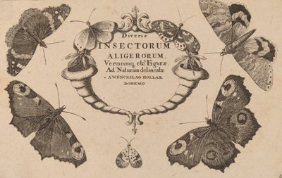 Nimilehti. tekijältä Wenceslaus Hollar