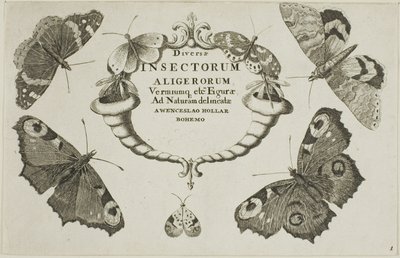 Nimilehti Miscellaneous Insectsistä tekijältä Wenceslaus Hollar