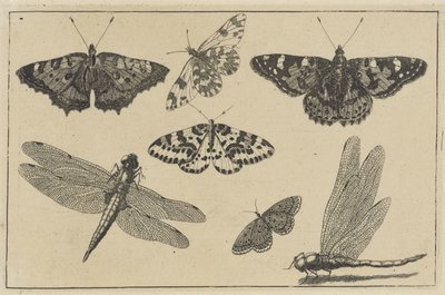 Kaksi sudenkorentoa ja viisi perhosta Erilaisia ​​hyönteisiä (sarjan nimi) Diversae Insectorum (sarjan nimi) tekijältä Wenceslaus Hollar