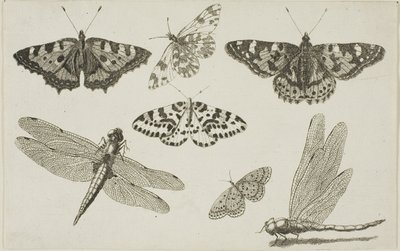 Kaksi sudenkorentoa ja viisi perhosta tekijältä Wenceslaus Hollar