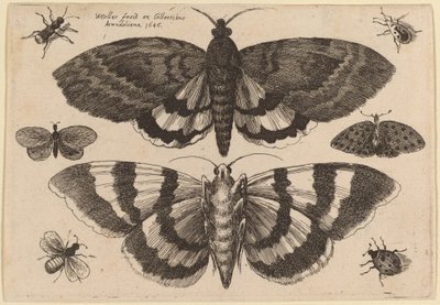 Kaksi yöperhosta ja kuusi hyönteistä tekijältä Wenceslaus Hollar