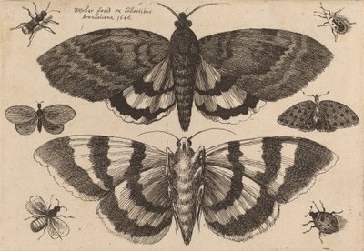 Kaksi koita ja kuusi hyönteistä, 1646. tekijältä Wenceslaus Hollar