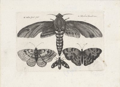 Perhosia ja koi Hyönteiset (sarjan nimi) Muscarum Scarabeorum (sarjan nimi) tekijältä Wenceslaus Hollar