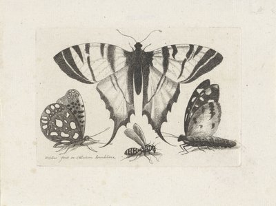 Perhosia ja ampiaista Hyönteiset (sarjan nimi) Muscarum Scarabeorum (sarjan nimi) tekijältä Wenceslaus Hollar