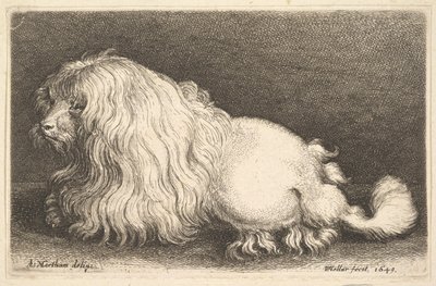 Valkoinen koira, 1649. tekijältä Wenceslaus Hollar