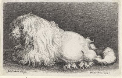 Acabat de gos blanc tekijältä Wenceslaus Hollar
