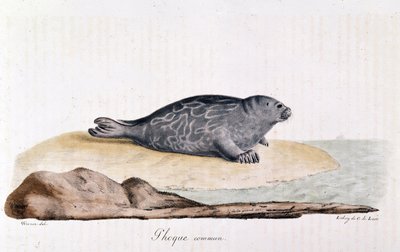 Seal commum - piirustus Werner tekijältä Werner Werner