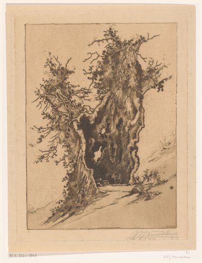 Ontto puu Seelisbergissä Sveitsissä Hollow Tree (alkuperäinen nimi) tekijältä Wijnand Otto Jan Nieuwenkamp (signed by artist)