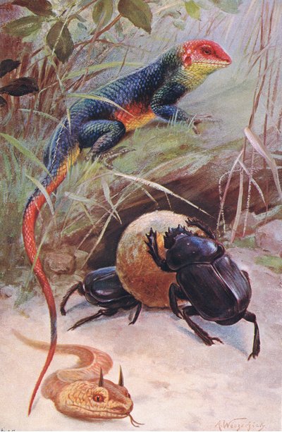 Gama, sarvikyykäärme ja pyhä kovakuoriainen, kuvitus elokuvasta Wildlife of the World, n. 1910 tekijältä Wilhelm Kuhnert
