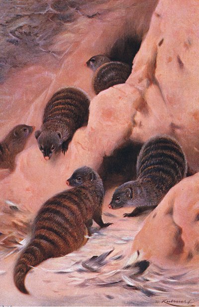Banded Mongoose, kuvitus artikkelista Wildlife of the World, n. 1910 tekijältä Wilhelm Kuhnert