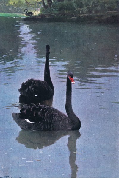 Musta joutsen, kuvitus teoksesta Wildlife of the World, n. 1910 tekijältä Wilhelm Kuhnert