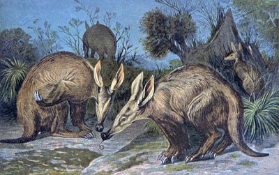 Cape aardvark, savisika tekijältä Wilhelm Kuhnert