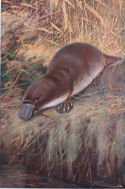 Ankannokka, kuvitus teoksesta Wildlife of the World, n. 1910 tekijältä Wilhelm Kuhnert