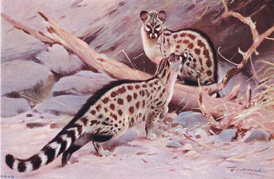 Dungola Genet, kuvitus teoksesta Wildlife of the World, n. 1910 tekijältä Wilhelm Kuhnert