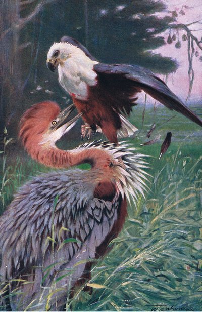 Giant Heron and Sea Eagle, kuvitus Wildlife of the World, n. 1910 tekijältä Wilhelm Kuhnert