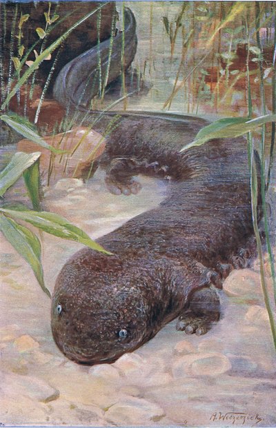 Giant Salamander, Wildlife of the World, julkaisija Frederick Warne & Co, n. 1900 tekijältä Wilhelm Kuhnert
