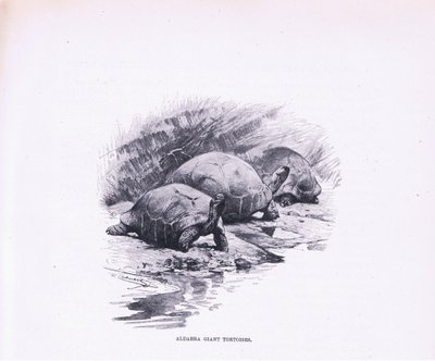 Jättikilpikonnat, kuvitus teoksesta Wildlife of the World, n. 1910 tekijältä Wilhelm Kuhnert