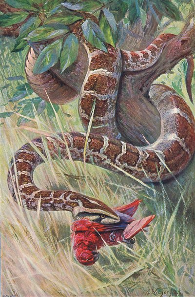 Indian Python, Wildlife of the World -julkaisusta, julkaisija Frederick Warne & Co, n. 1900 tekijältä Wilhelm Kuhnert