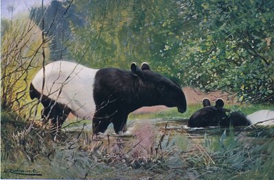 Indian Tapir, Wildlife of the World, julkaisija Frederick Warne & Co, noin 1900 tekijältä Wilhelm Kuhnert